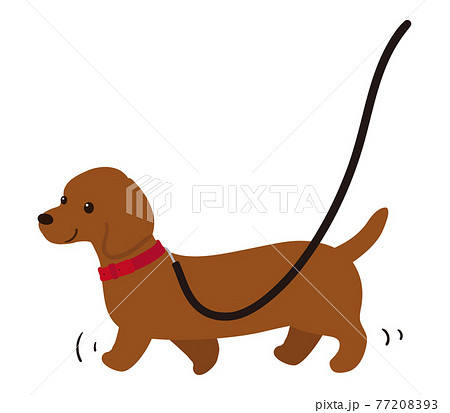 散歩をする犬 ダックスフンドのイラスト素材 7793