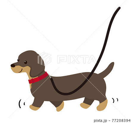散歩をする犬 ダックスフンドのイラスト素材 7794