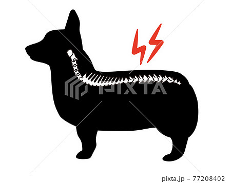 犬の椎間板ヘルニア コルセット コーギーのシルエットのイラスト素材