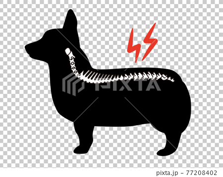 犬の椎間板ヘルニア コルセット コーギーのシルエットのイラスト素材