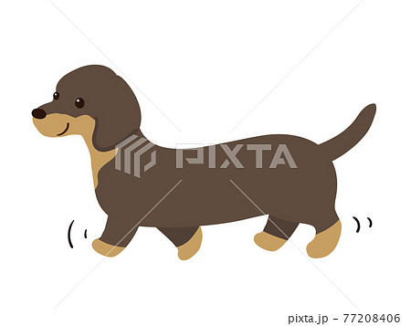 歩く犬 ダックスフンドのイラスト素材