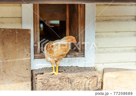 Free range chicken on organic animal farm freely grazing in yard on ranch background. Hen chickens graze on natural eco farm. Modern animal livestock and ecological farming. Animal rights concept. Free range chicken on organic animal farm freely grazing in yard on ranch background. Hen chickens graze on natural eco farm. Modern animal livestock and ecological farming. Animal rights concept. 77208689