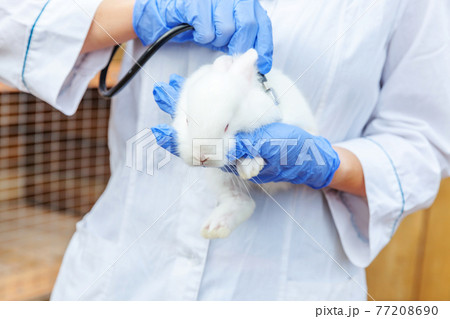 Veterinarian woman with stethoscope holding and examining rabbit on ranch background close up. Bunny in vet hands for check up in natural eco farm. Animal care and ecological farming concept. Veterinarian woman with stethoscope holding and examining rabbit on ranch background close up. Bunny in vet hands for check up in natural eco farm. Animal care and ecological farming concept. 77208690