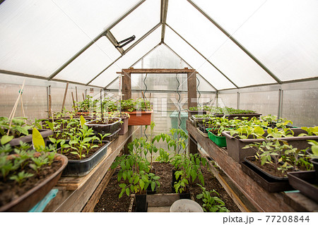 View to a bio greenhouse with kinda of vegetable seedlings, agriculture and gardening concept View to a bio greenhouse with kinda of vegetable seedlings, agriculture and gardening concept 77208844