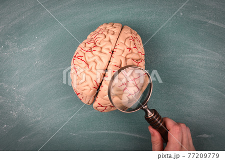 Science, Medicine and Research concept. Brain model and a woman's hand with a magnifying glass on a Science, Medicine and Research concept. Brain model and a woman's hand with a magnifying glass on a 77209779
