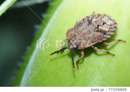 ノコギリカメムシの幼虫 77209806