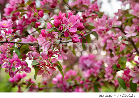Apples or cherry purple flowers on branch in blossom 77210125