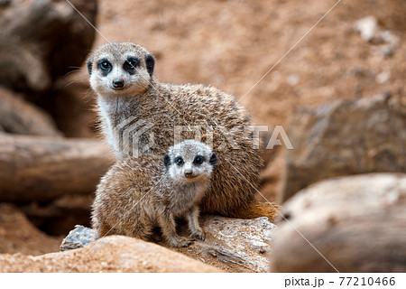 A vertical shot of a cute meerkat sitting on a wood piece. Meerkat or suricate adult and juvenile. A vertical shot of a cute meerkat sitting on a wood piece. Meerkat or suricate adult and juvenile. 77210466