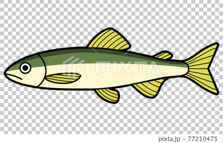 アユ アユ 77210475