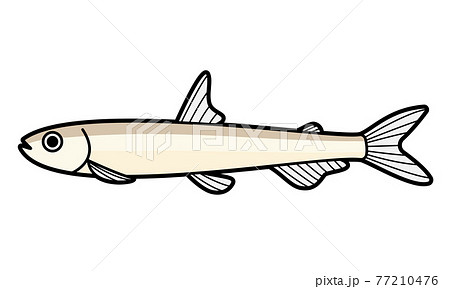 ワカサギ 77210476