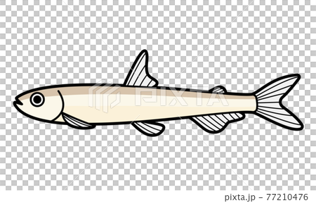 ワカサギ 77210476