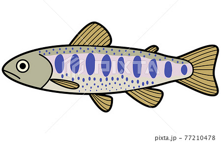 ヤマメ ヤマメ 77210478