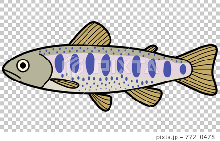 ヤマメ ヤマメ 77210478