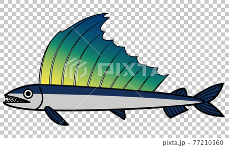 長吻帆蜥魚 長吻帆蜥魚 77210560