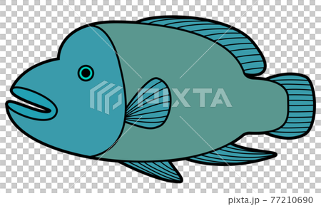 拿破崙魚（隆頭魚） 77210690