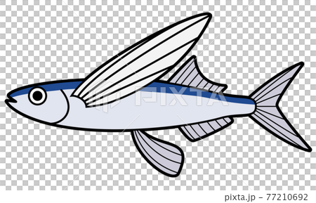 飛魚 77210692