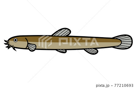 ドジョウのイラスト素材