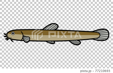 ドジョウのイラスト素材
