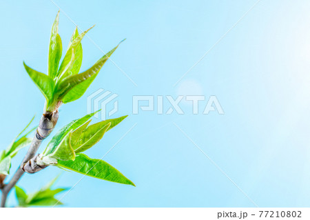 Spring background table. May flowers and April floral nature on blue. For banner, branches of blossoming cherry against background. Dreamy romantic image, landscape panorama, copy space. 77210802