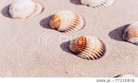 Summer concept background with seashells, shells on sand tropical sea beach. Design of summer vacation holiday concept. Summer concept background with seashells, shells on sand tropical sea beach. Design of summer vacation holiday concept. 77210816