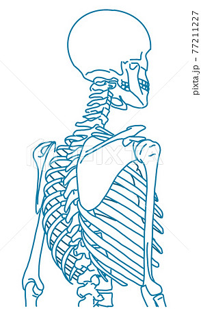 良い姿勢の骨格のイラスト素材