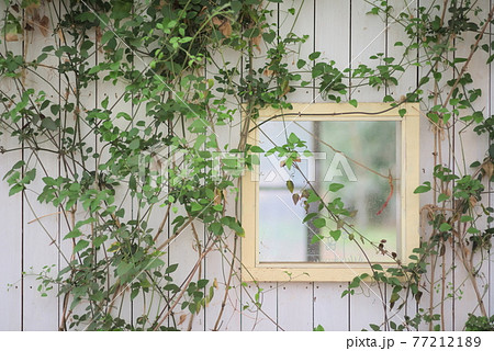 白壁に巻き付く植物 白壁に巻き付く植物 77212189