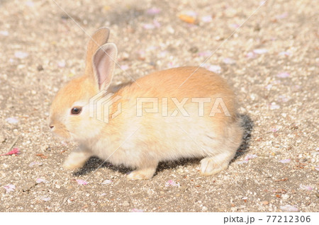 ウサギ 77212306
