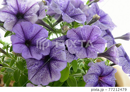 ペチュニア 鉢植えの花 ペチュニア 鉢植えの花 77212479