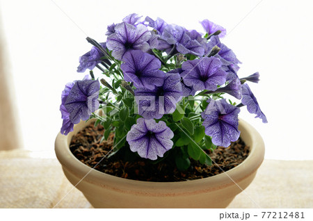 ペチュニア 鉢植えの花 ペチュニア 鉢植えの花 77212481
