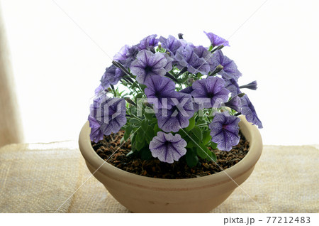 ペチュニア 鉢植えの花 ペチュニア 鉢植えの花 77212483