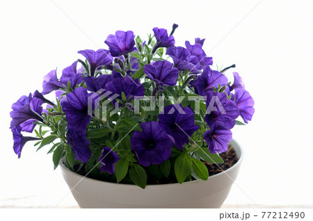 ペチュニア　鉢植えの花 77212490