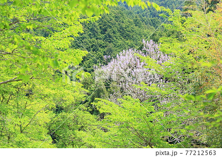 桐の花 桐の花 77212563