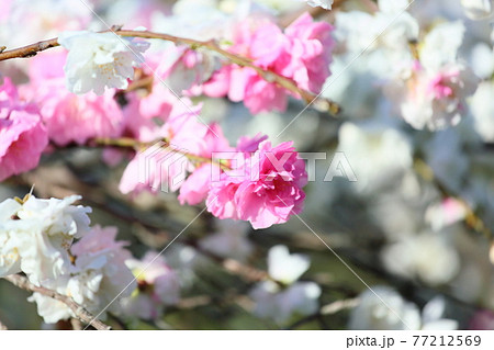 ハナモモの花 77212569