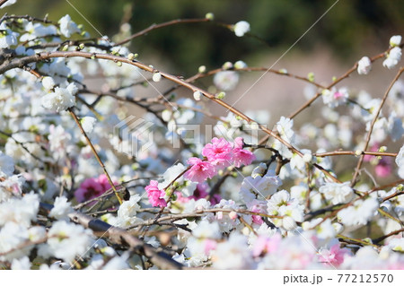ハナモモの花 ハナモモの花 77212570
