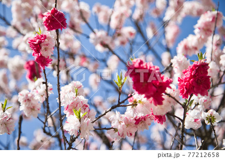 阿智の花桃 阿智の花桃 77212658