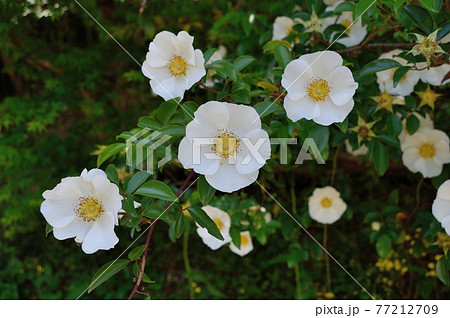 ナニワイバラ ナニワイバラ 77212709