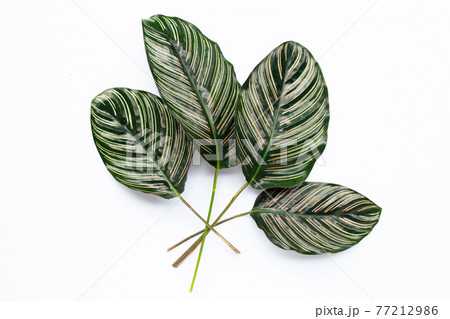 Calathea ornata leaves on white. 77212986