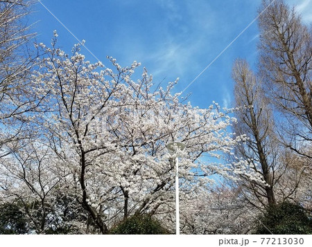 都会の桜 77213030