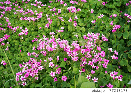 イモカタバミ イモカタバミ 77213173