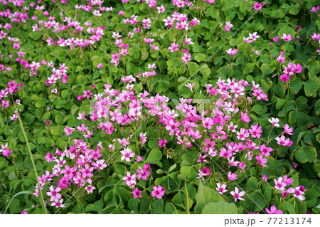 イモカタバミ 77213174