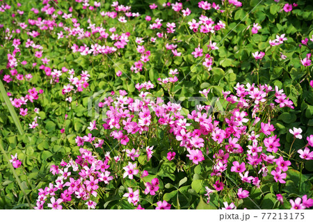 イモカタバミ 77213175