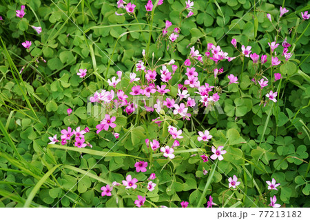 イモカタバミ 77213182