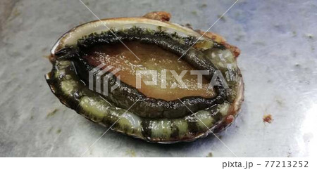 海産物のトコブシ 77213252