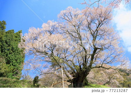 仏隆寺　千年桜 77213287