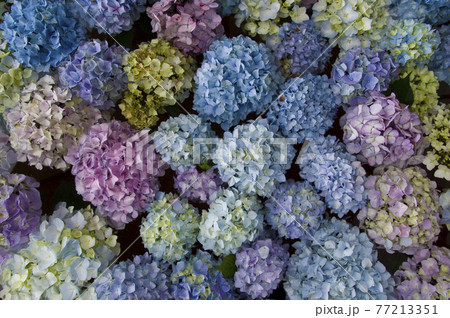 水面に紫陽花の花が浮かんでいます。 水面に紫陽花の花が浮かんでいます。 77213351
