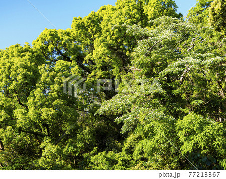 新緑眩しい湘南三浦半島の神奈川県三浦市首都圏の秘境の小網代の森の春 77213367