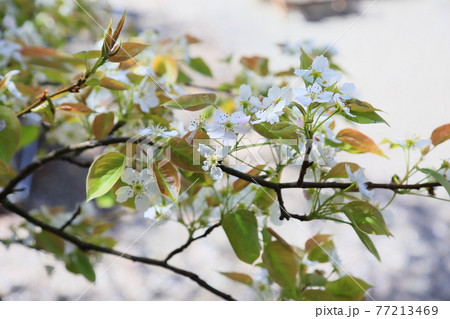 山梨の花 77213469