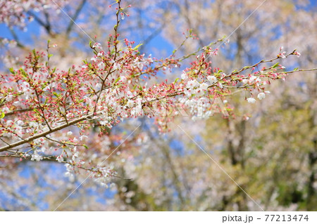 桜の花 桜の花 77213474