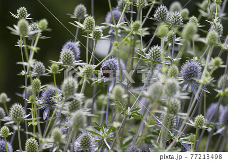 エリンジウム プラナムの花が咲いています 学名はeryngiumです の写真素材