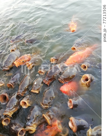 子供が大喜び 鯉のエサやりに群がる鯉の大群 東武動物公園にて の写真素材